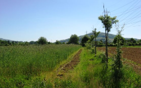 Sauerkirschen, Sträucher, Getreide und Gemüse im Fricktal